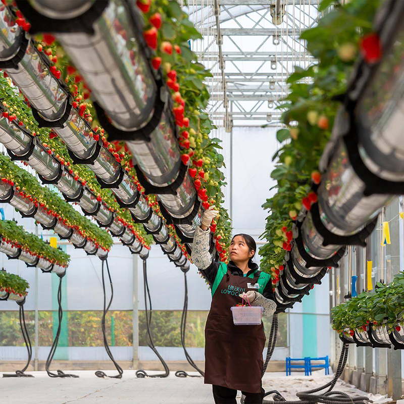 平凉市种植槽空中草莓 - 哪里好