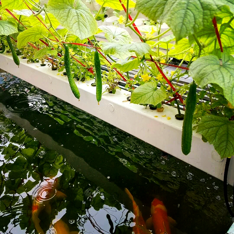 平凉市苗床鱼菜共生 - 哪里好